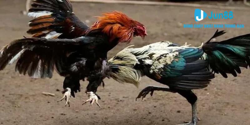 Nhiều loại hình Đá gà Mỹ tại jun88