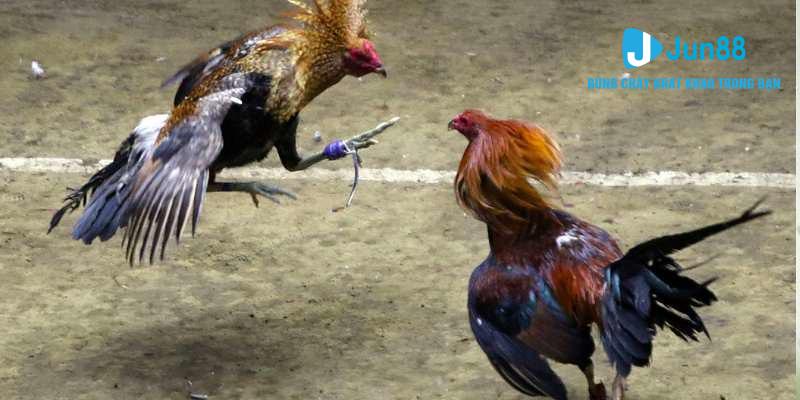 Các quy tắc cơ bản xoay quanh chọi gà Thomo