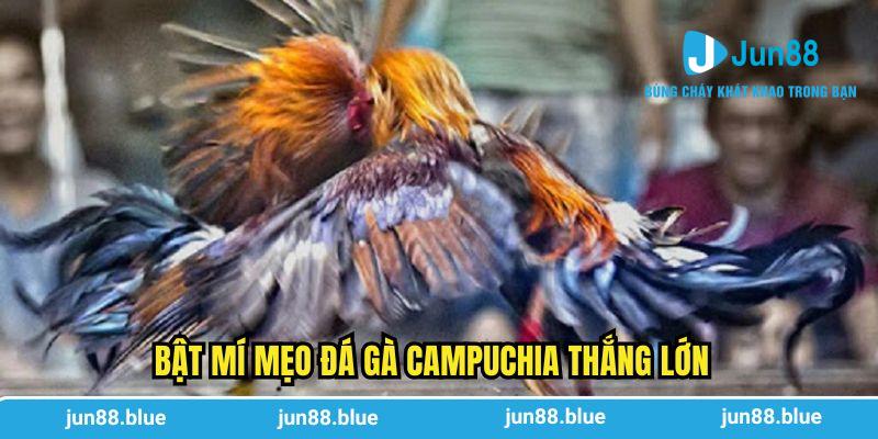 Bật mí mẹo đá gà Campuchia thắng lớn