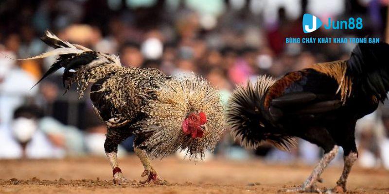 Thông tin chính giới thiệu về thể loại chọi gà cựa dao