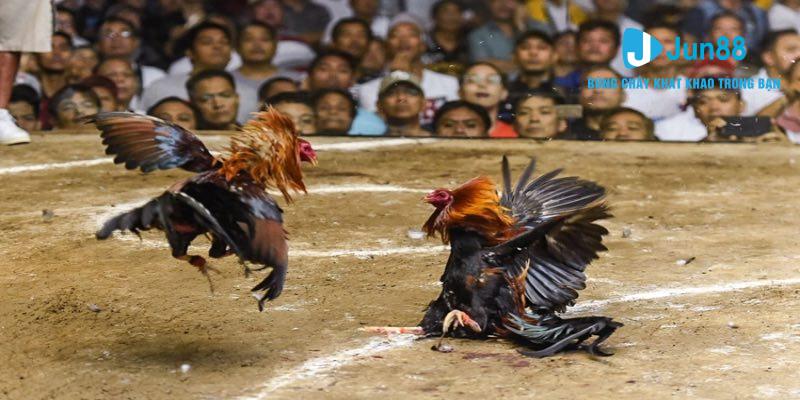 Cần trải qua những bước nào để tham gia đá gà