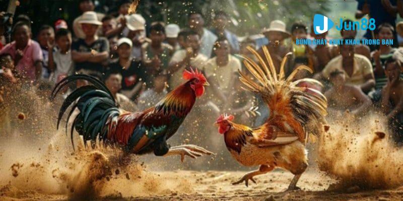 Đá gà Mỹ jun88