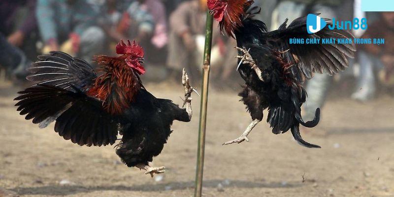 Học mẹo chơi chọi gà Thomo bất bại