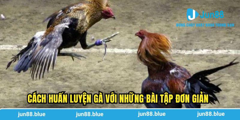 Cách huấn luyện gà với những bài tập đơn giản