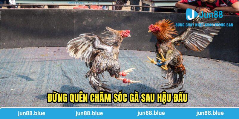 Đừng quên chăm sóc gà sau hậu đấu