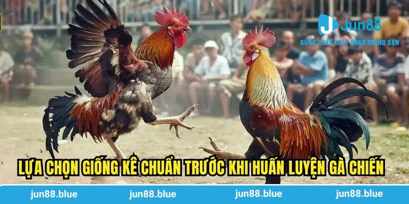 Lựa chọn giống kê chuẩn trước khi huấn luyện gà chiến