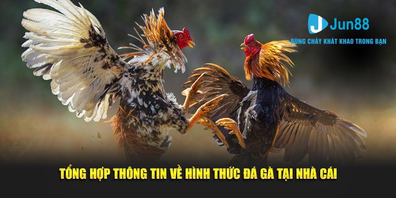 Giới thiệu về đá gà Jun88