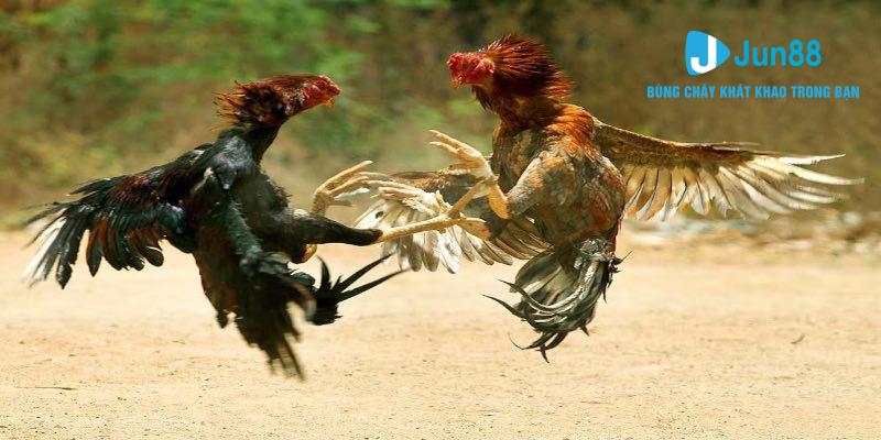 Đá gà kiểu Peru - Hình thức được yêu thích tại Jun88