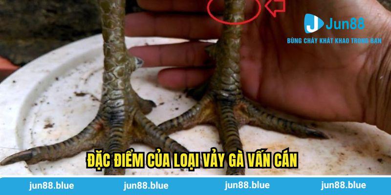 Đặc điểm của loại vảy gà vấn cán