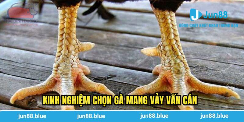 Kinh nghiệm chọn gà mang vảy vấn cán
