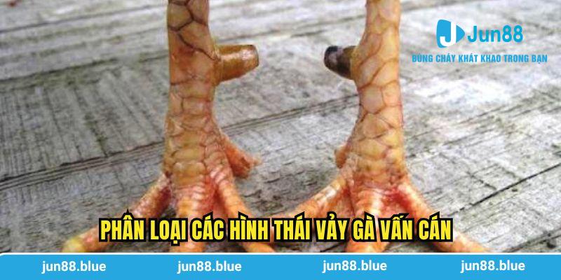 Phân loại các hình thái vảy gà vấn cán
