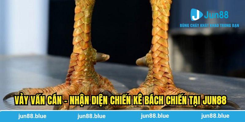 Vảy vấn cán